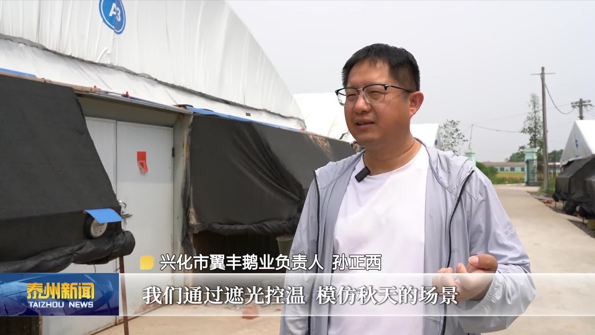 行走乡村看振兴  兴化周庄镇：“反季节”养鹅 闯出产业致富新路